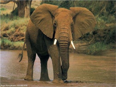 male-elephant-afrique.jpg