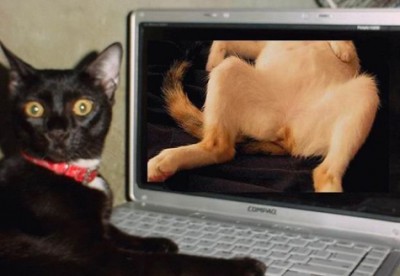 chat_porno.jpg (46.95 Kio) Vu 1817 fois Un chat se matte une chatte.