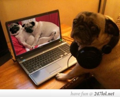 chienporno.jpg
