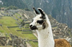 250px-Llama_on_Machu_Picchu.jpg