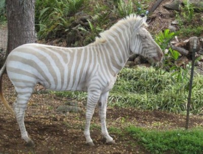 blanc-zebre-albinos-img.jpg