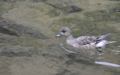 canard chipeau 1.jpg