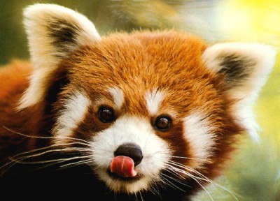 panda roux.jpg
